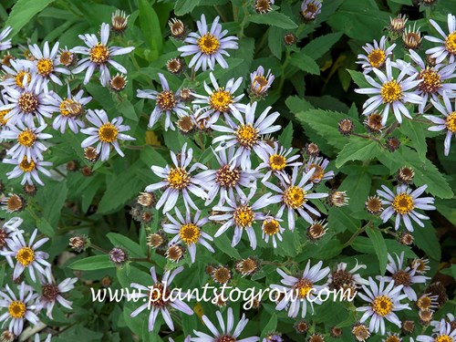 Arctic Aster (Eurybia sibirica)
(May 11)